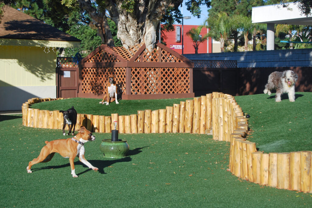 dog park with dogs running on two different levels of K9Grass