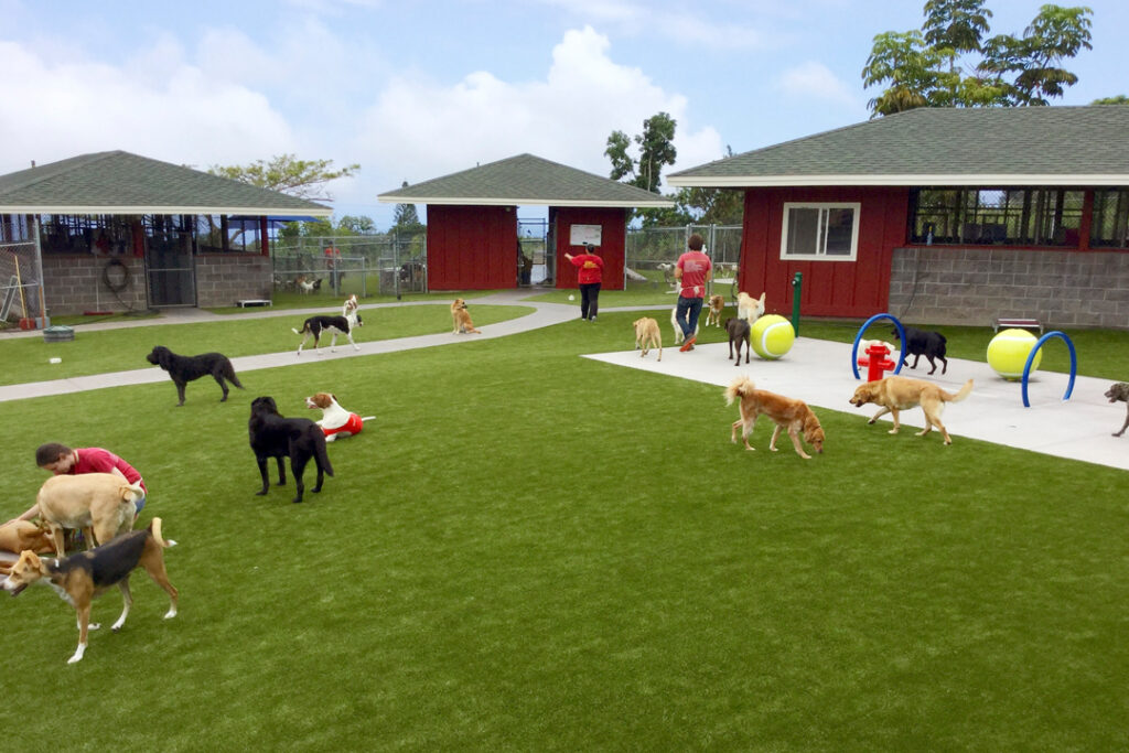 Doggie Day care with K9 Grass