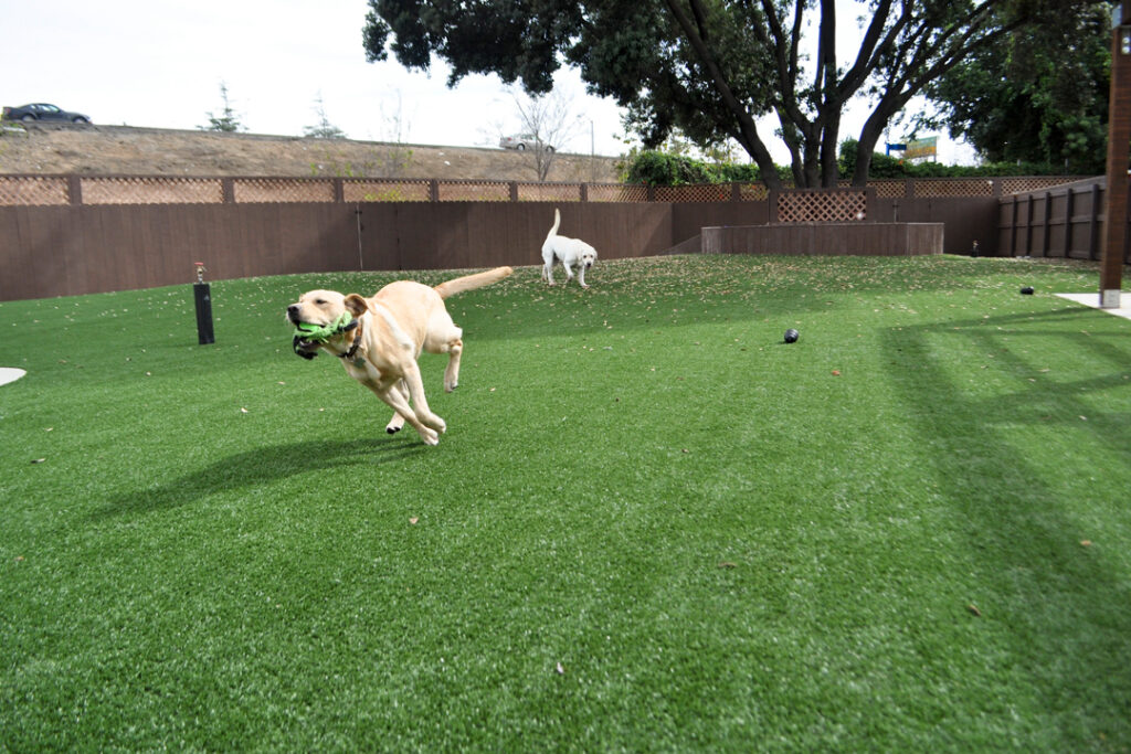 dog running across K9 Grass